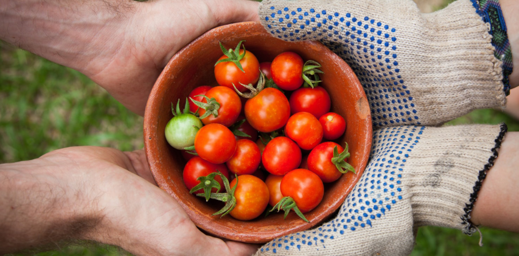 Cuatro manos sujetando un cuenco con tomates