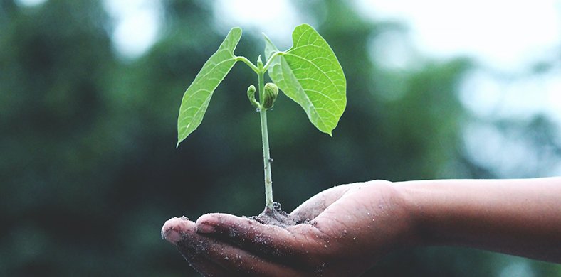 Una mano sosteniendo una planta